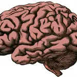 Drawing of a brain from a cow