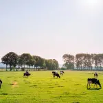 A field of cows - the source of beef liver