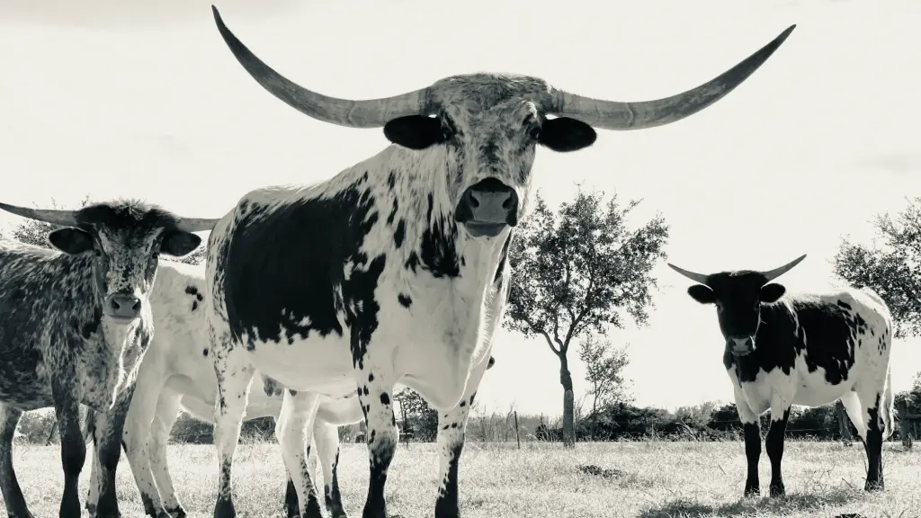 Cows in a field that contain a list of nutritious organ meats