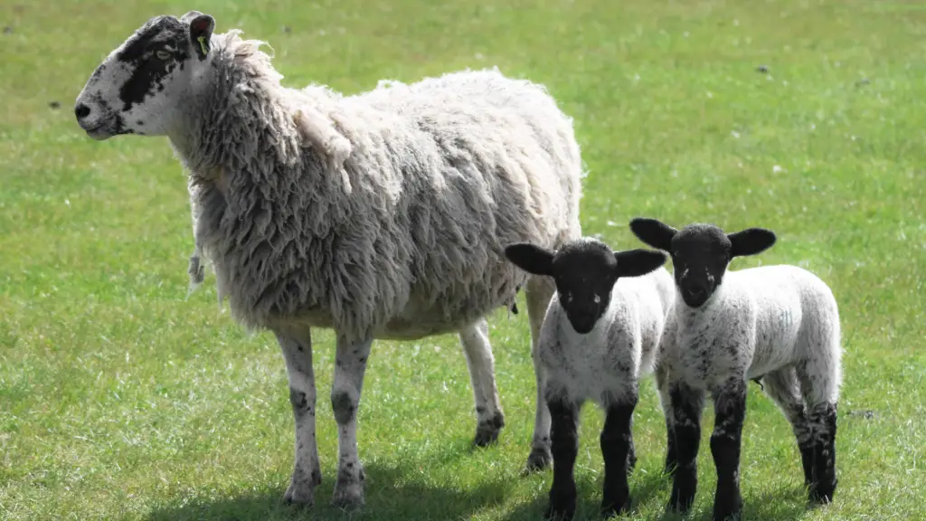 A sheep and two lambs