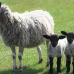 A sheep and two lambs