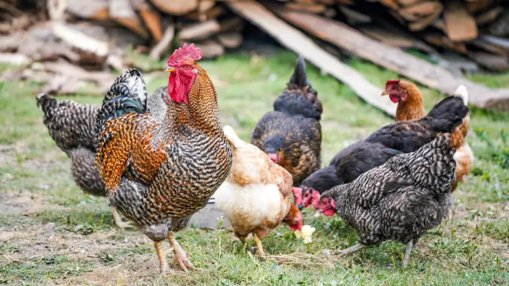 A photo of free range chickens